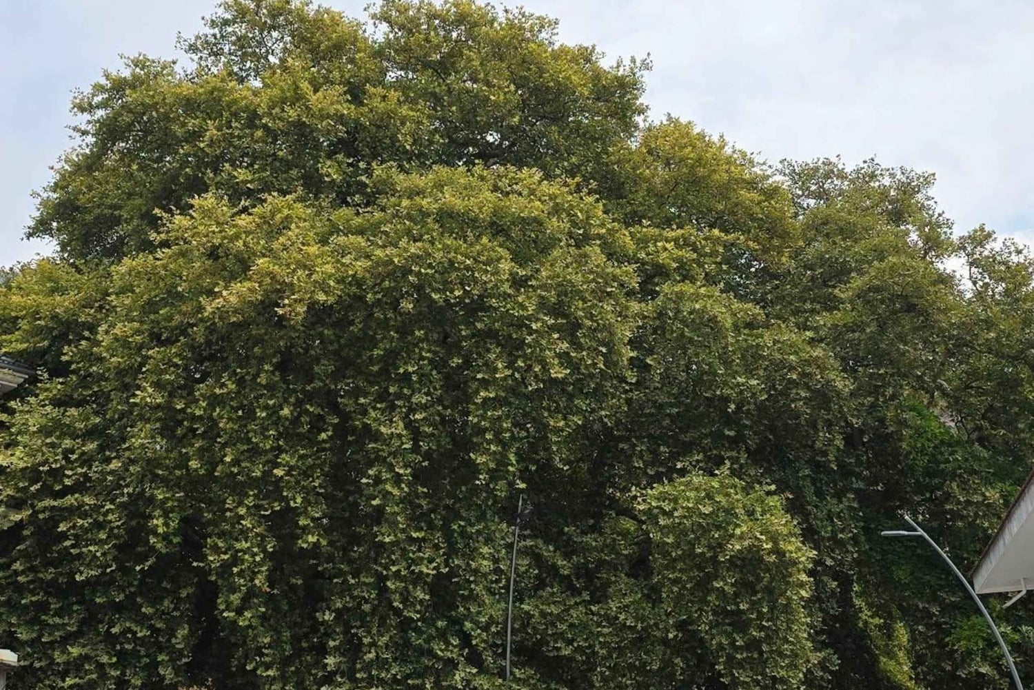 De Saranda: visita ao Lago Viroi, à Igreja de Labova e a Libohovë