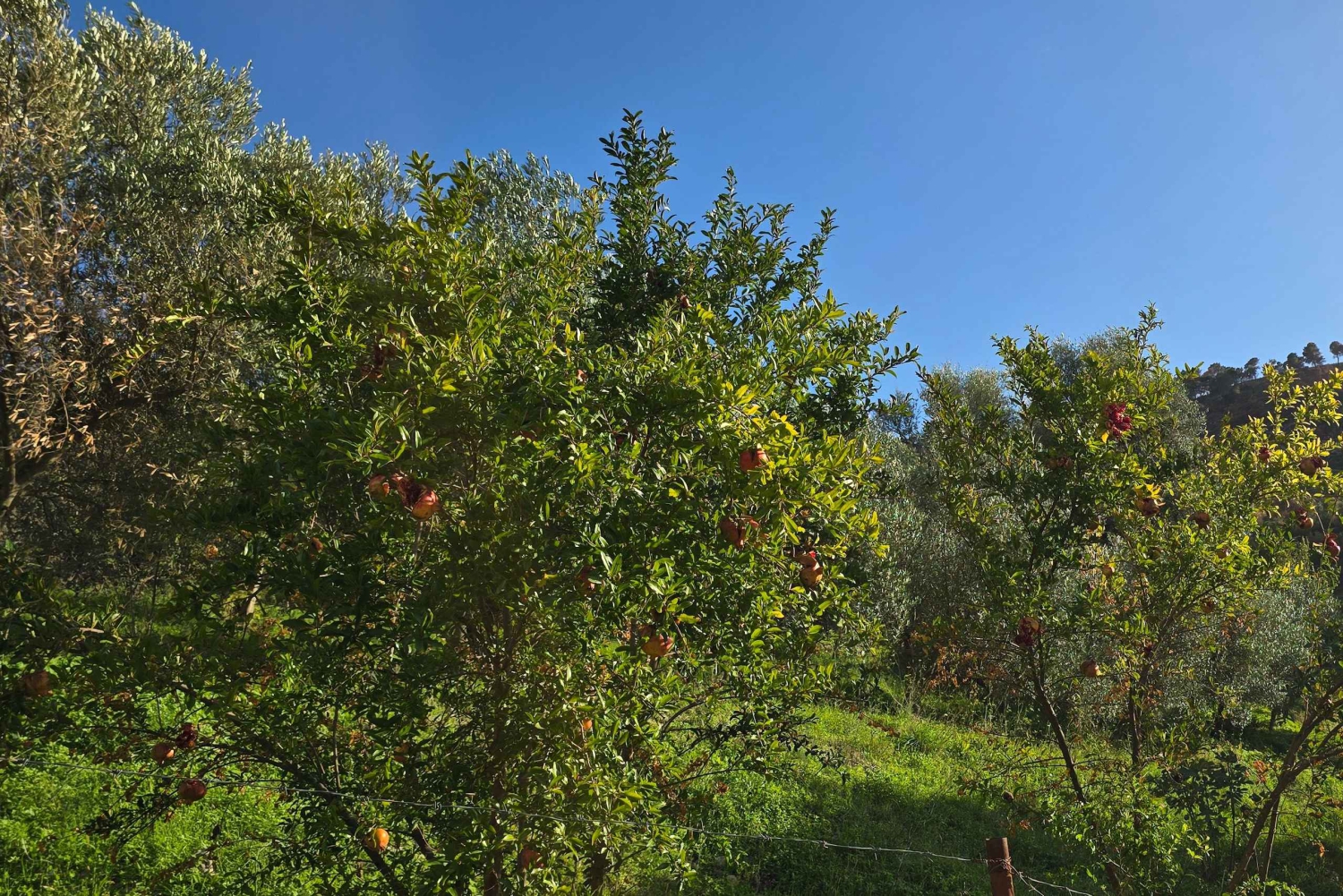 Sarandasta: Vloran ja Nartan laguunin koko päivän opastettu kierros