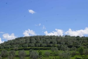 From Tirana: Berat City UNESCO Heritage and Belshi Lake Tour