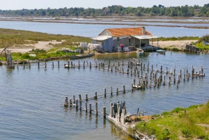 From Tirana: Birdwatching at Karavasta Lagoon with Lunch