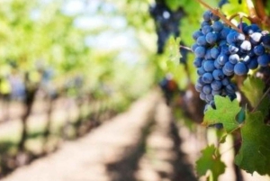 Fra Tirana: Kapp Rodons slott, strand og vinsmaking