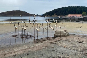 Vanuit Tirana/Durrës: dagtocht naar Apollonia en het Zvernec-klooster