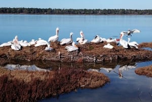 From Tirana/Durrës:Discover Karavasta Lagoon