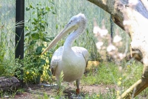 From Tirana/Durrës:Discover Karavasta Lagoon