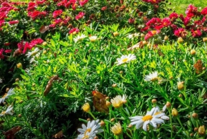 From Tirana/Durres/Golem: Vlora City and Zvernec Island Tour