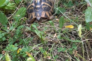 From Tirana/Durres:Hiking tour in National Park of Shebenik