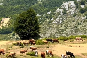 Från Tirana/Durres: Vandringstur i nationalparken Shebenik