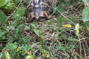 Från Tirana/Durres: Vandringstur i nationalparken Shebenik
