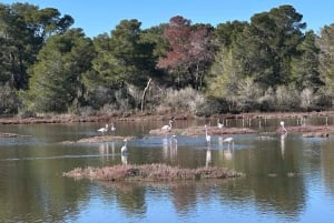 De Tirana/Durres : Circuit 4x4 hors route de la lagune de Karavasta.