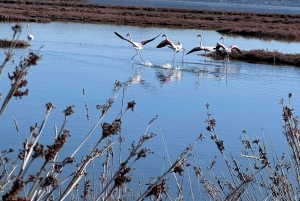 Fra Tirana/Durres: Karavasta Lagoon 4x4 Offroad Tour.