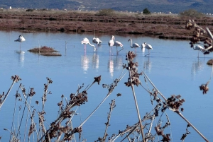 Fra Tirana/Durres: Karavasta Lagoon 4x4 Offroad Tour.