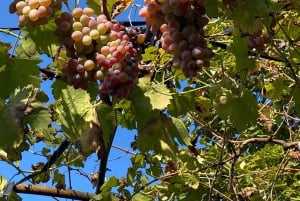 Vanuit Tirana/Durres: WIJNPROEVERIJ IN DE USSR-WIJNGAARD LIBRAZHD