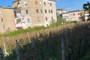 Vanuit Tirana/Durres: WIJNPROEVERIJ IN DE USSR-WIJNGAARD LIBRAZHD