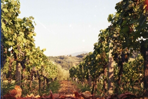 Lundër: Lundra Winery Guided Tour with Wine Tasting