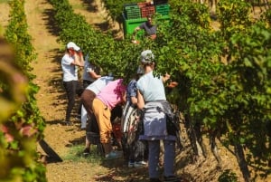 Lundër: Lundra Winery Guided Tour with Wine Tasting