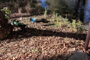 De Tirana: Lago Ohrid, Drilon, Lin, Pogradec com almoço