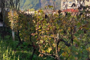 ティラナ/ドゥラスから：ソビエト連邦のワイナリー・リブラズドでのワイン試飲