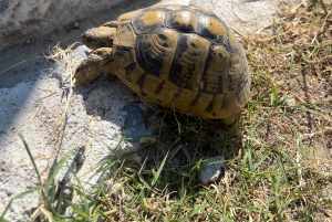 Au départ de Tirana : visite de la ville de Berat, du lac Belshi et des thermes romains