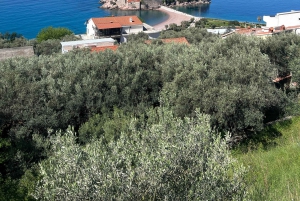 From Tirana to Montenegro: Kotor and Budva, Day tour