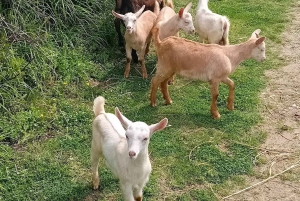 Från Tirana: DÄR HISTORIA MÖTER NATUR – VANDRING VIA EGNATIA