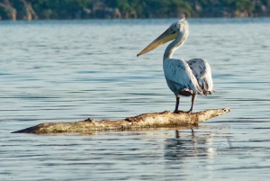 From Tivat: Skadar Lake Land and Boat Tour