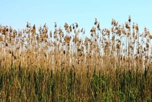 From Virpazar: Visit Karuč, the hidden pearl of Lake Skadar