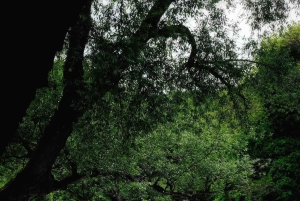 Vanuit Vlora: Tepelene Springs, Gjirokaster & Blue Eye Day Tour