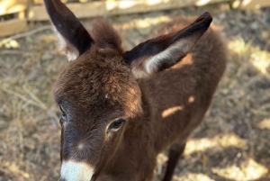 Gjirokaster: Donkey Trail & Milking Delight