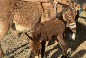 Gjirokaster: Donkey Trail & Milking Delight