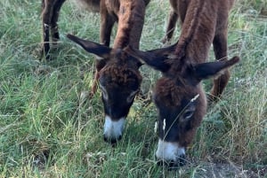 Gjirokastra: Eselwanderung & Melkgenuss