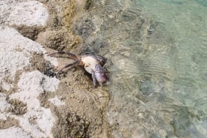 Gjirokastër: Selcka-fossen – eventyrtur med vandring og bading