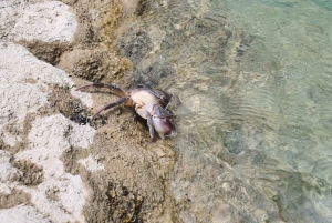 Gjirokastër: Selcka-fossen – eventyrtur med vandring og bading