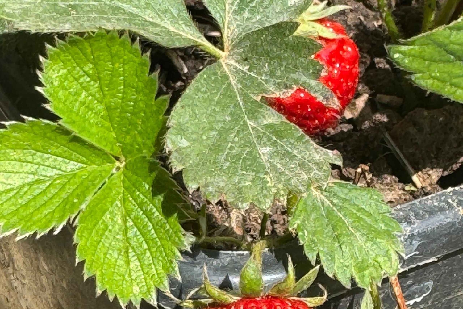 Día de trabajo en la granja en Plesat con almuerzo tradicional albanés