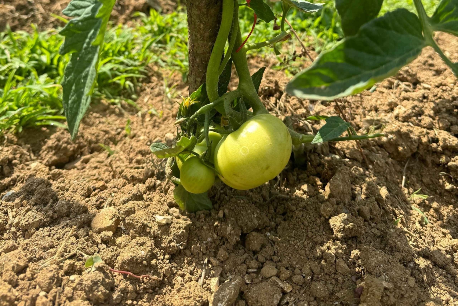 Día de trabajo en la granja en Plesat con almuerzo tradicional albanés