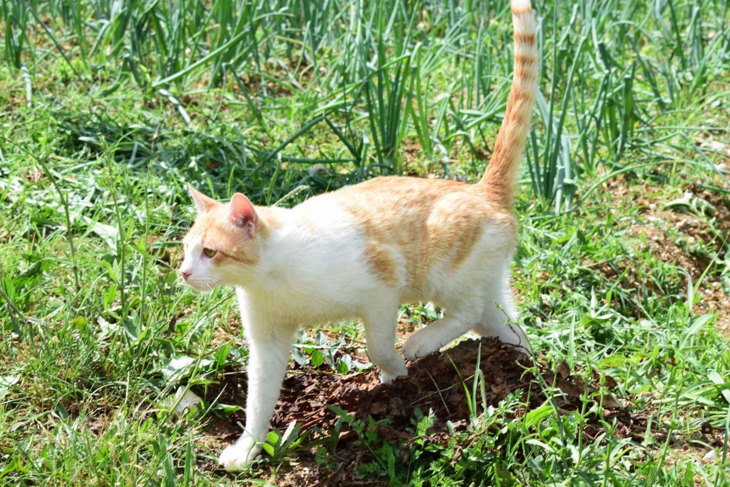 Día de trabajo en la granja en Plesat con almuerzo tradicional albanés