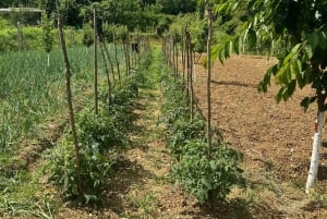 Giornata pratica in fattoria a Plesat con pranzo tradizionale albanese