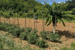 Giornata pratica in fattoria a Plesat con pranzo tradizionale albanese