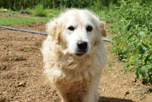 Día de trabajo en la granja en Plesat con almuerzo tradicional albanés