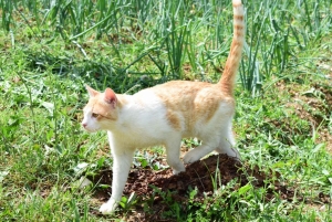 Día de trabajo en la granja en Plesat con almuerzo tradicional albanés