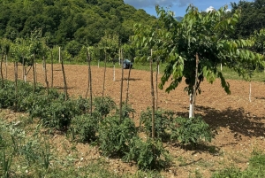 Día de trabajo en la granja en Plesat con almuerzo tradicional albanés