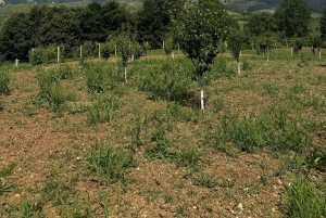 Día de trabajo en la granja en Plesat con almuerzo tradicional albanés