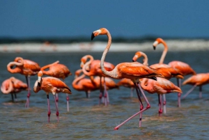 Karavasta: lintujen tarkkailu, näkymät tornista ja venematka laguunissa