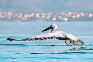 Karavasta: lintujen tarkkailu, näkymät tornista ja venematka laguunissa