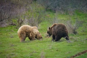 Kosovo: Bear Sanctuary Prishtina, (guided tour & shuttle)