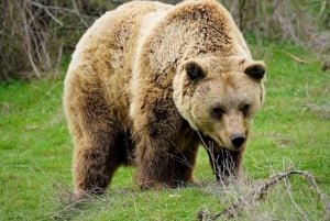 Kosovo: Bear Sanctuary Prishtina, (guided tour & shuttle)