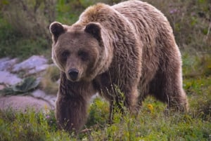 Kosovo: Bear Sanctuary Prishtina, (guided tour & shuttle)