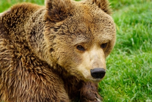 Kosovo: Bear Sanctuary Prishtina, (guided tour & shuttle)