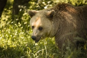 Kosovo: Bear Sanctuary Prishtina, (guided tour & shuttle)