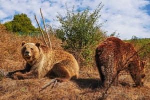 Kosovo: Bear Sanctuary Prishtina, (guided tour & shuttle)
