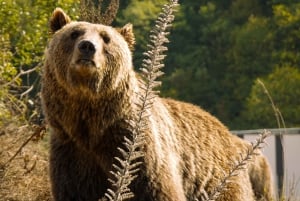 Kosovo: Bear Sanctuary Prishtina, (guided tour & shuttle)